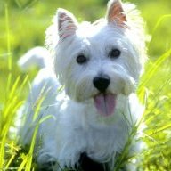 Lililarebelle