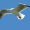 mouette22
