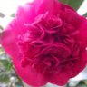 Rose du jardin