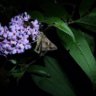 Papillondenuit