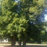 syljasmin