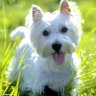 Lililarebelle