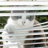 curieuse