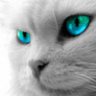 Ladyna