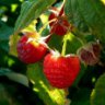 Framboise