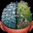 mj_consult