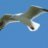 mouette22