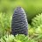 Abies88