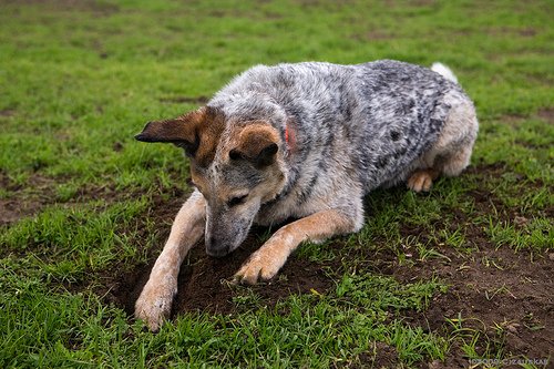mon-chien-creuse-des-trous.jpg