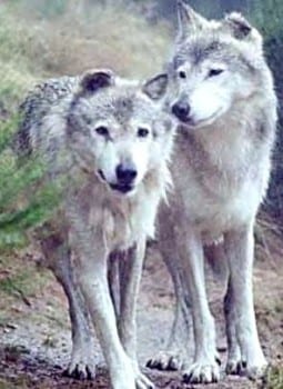 Loups-255x350.jpg