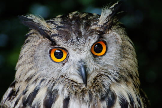 954269-le-hibou-grand-duc.jpg