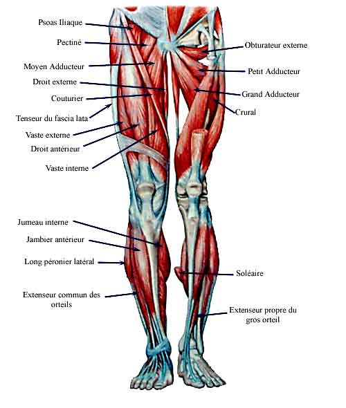 muscles-jambe.jpg